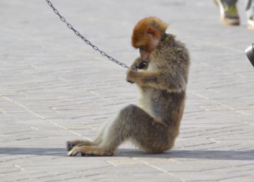 Un macaco encadenado en la plaza Yamaa El Fna de Marrakech