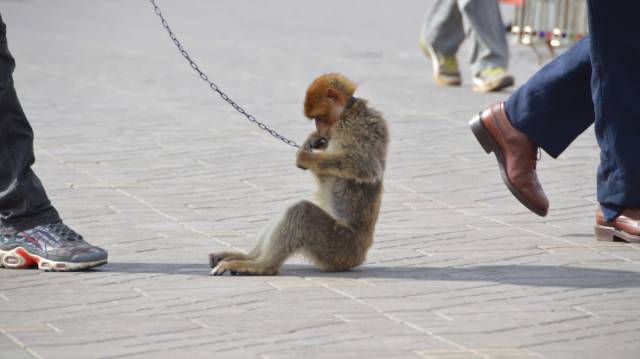 Un macaco encadenado en la plaza Yamaa El Fna de Marrakech