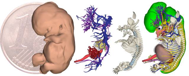 Piel, sistema cardiovascular, esqueleto y órganos de un embrión de 9 semanas.
