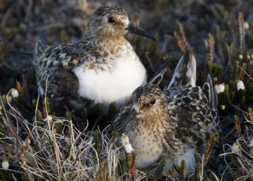 Una pareja de correlimos tridáctilo (Calidris alba) en Groenlandia.