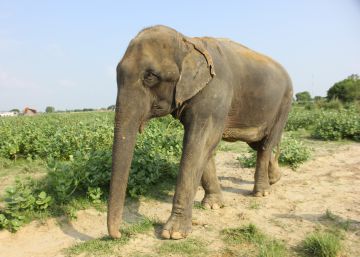 Lakhi, elefante rescatado por Wildlife SOS.