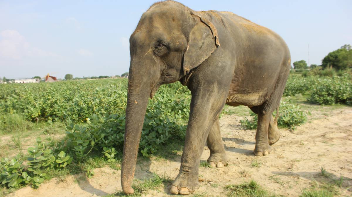 Lakhi, elefante rescatado por Wildlife SOS.