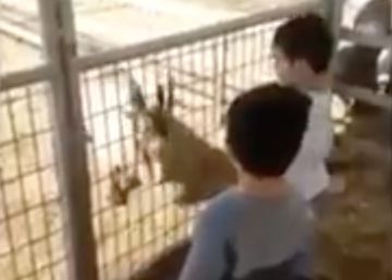 El vídeo de la cabra que te ha llegado por WhatsApp no es exactamente como crees