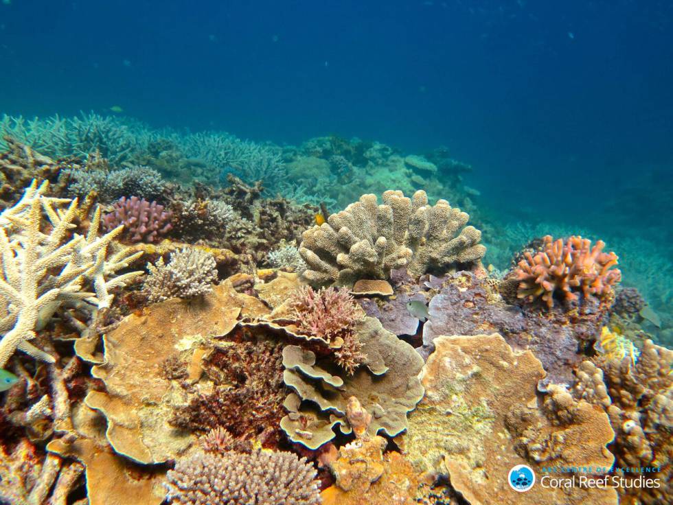 La Gran Barrera de Coral australiana sufre este año su peor deterioro