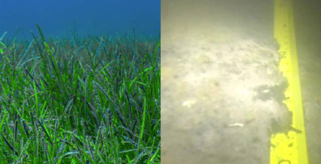 Antes y despu&eacute;s de las praderas marinas del Mar Menor.
