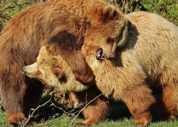 ¿Existe el altruismo salvaje?