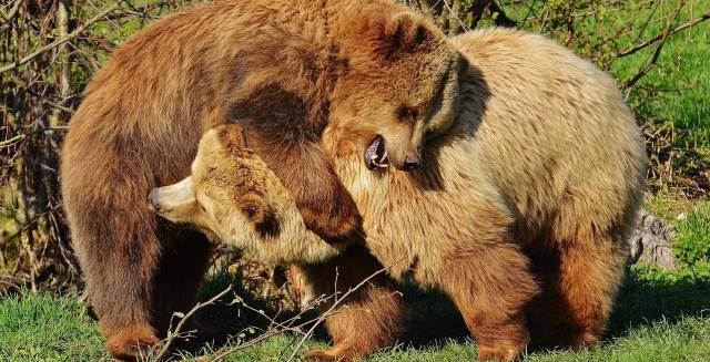 Dos osos pardos juegan entre ellos.