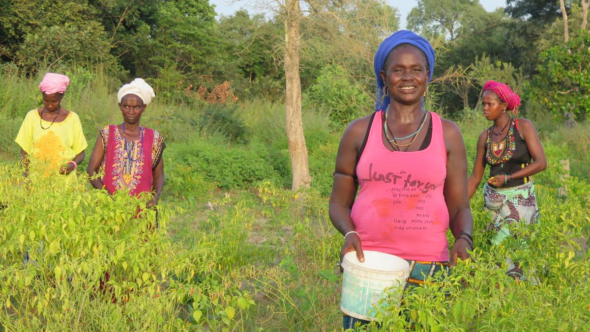 Una campesina de la aldea de Kolindinto Futa (Senegal), recogiendo pimientos en una puerta de su propiedad.