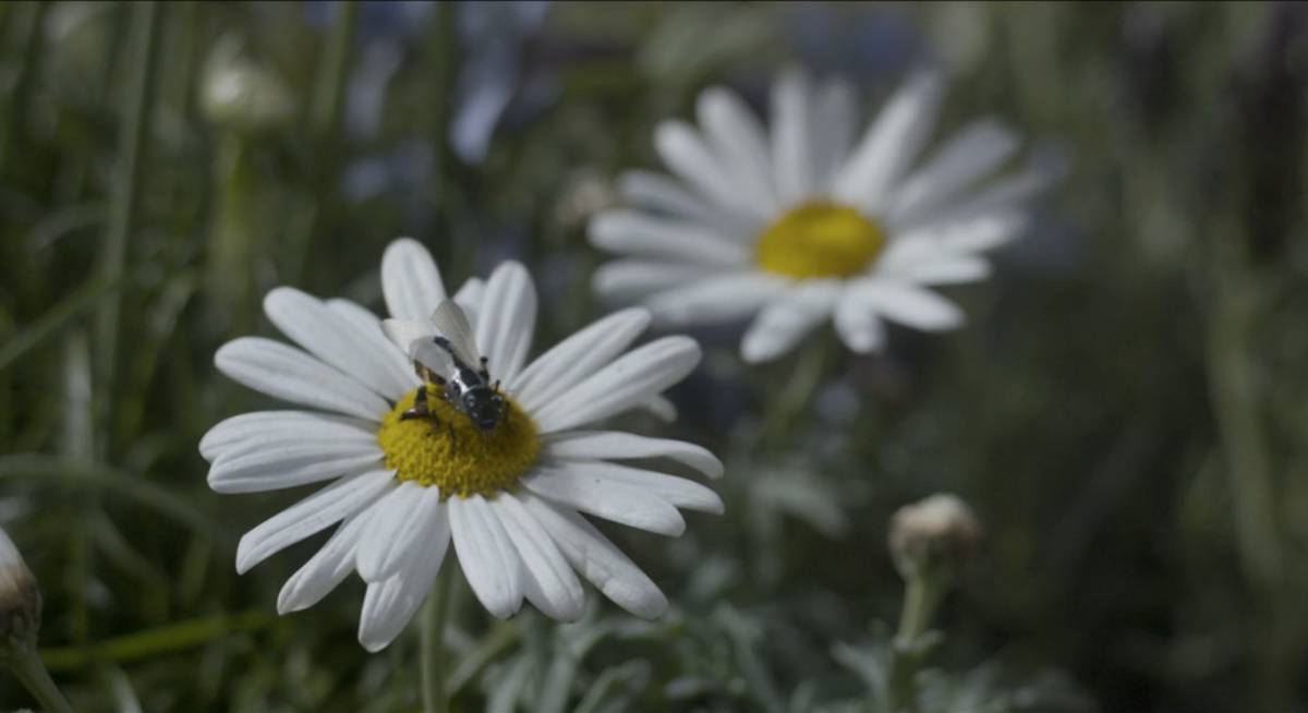 Robot abeja en la serie 'Black Mirror'.