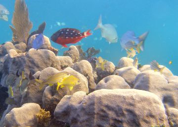 Corales del género Orbicella en el Mar Caribe.