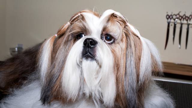 'Tíbet', un perro de raza shih tzu.