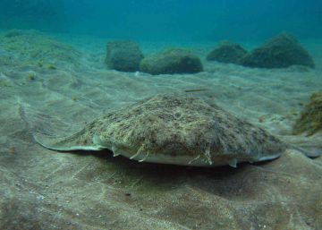 Imagen de un Angelote, una de las especies de tibur&oacute;n m&aacute;s amenazadas, en Santa Cruz de Tenerife.