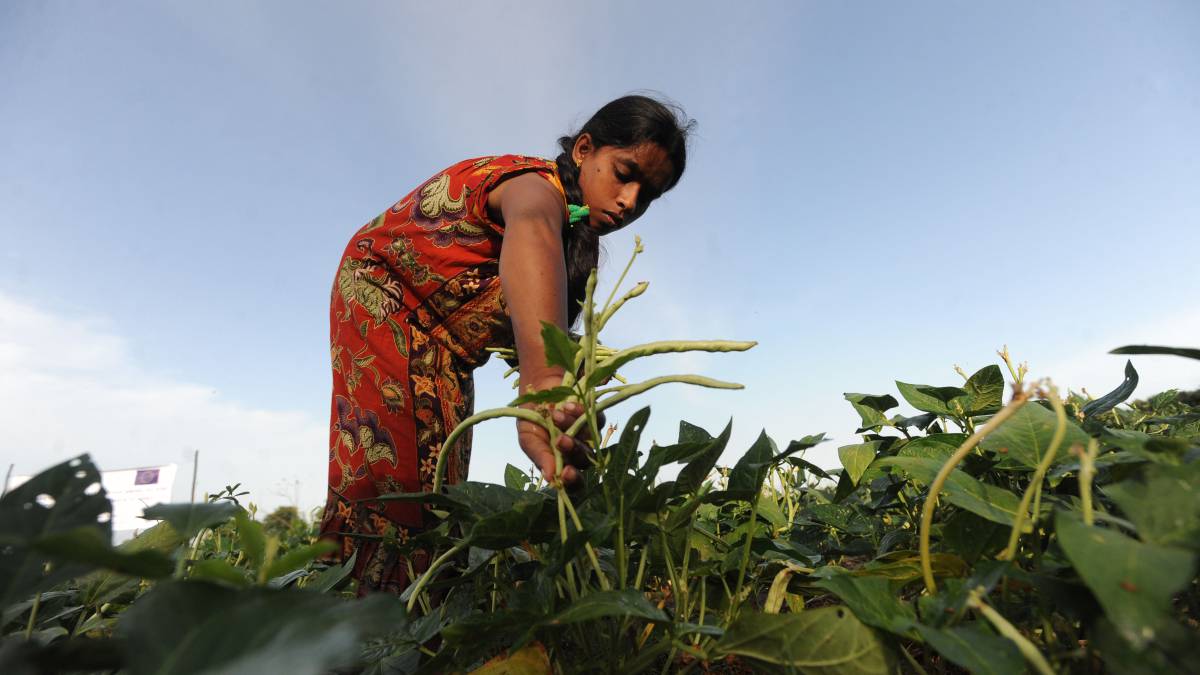 Cultivar legumbres para salvar los suelos