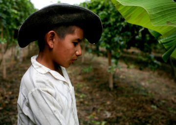 La paz se siembra en el campo colombiano