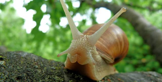 En la fecundaci&oacute;n, los caracoles corroboran su fama y se toman su tiempo.