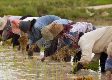 El cultivo de arroz en tierras anegadas genera el 9% de las emisiones anuales de metano antrópico.
