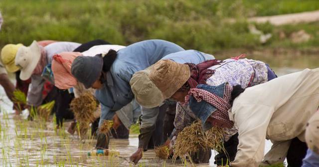 El cultivo de arroz en tierras anegadas genera el 9% de las emisiones anuales de metano antrópico.