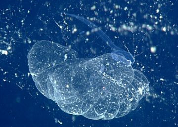 B. charon rodeado por la capa interior de su casa, la parte difusa es la capa exterior de ka casa.