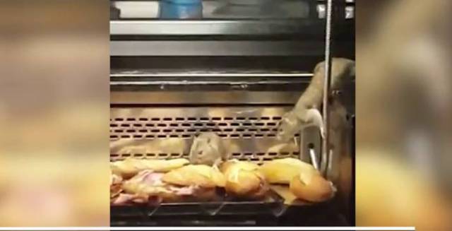 The rats pick their way through the counter.