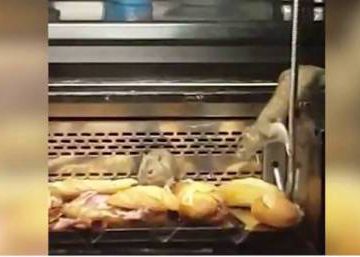 VIDEO: Police shut down Madrid bakery after rats spotted in counter