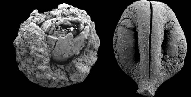Nuez (izquierda) y pepita de uva (derecha) de hace 780.000 a&ntilde;os.