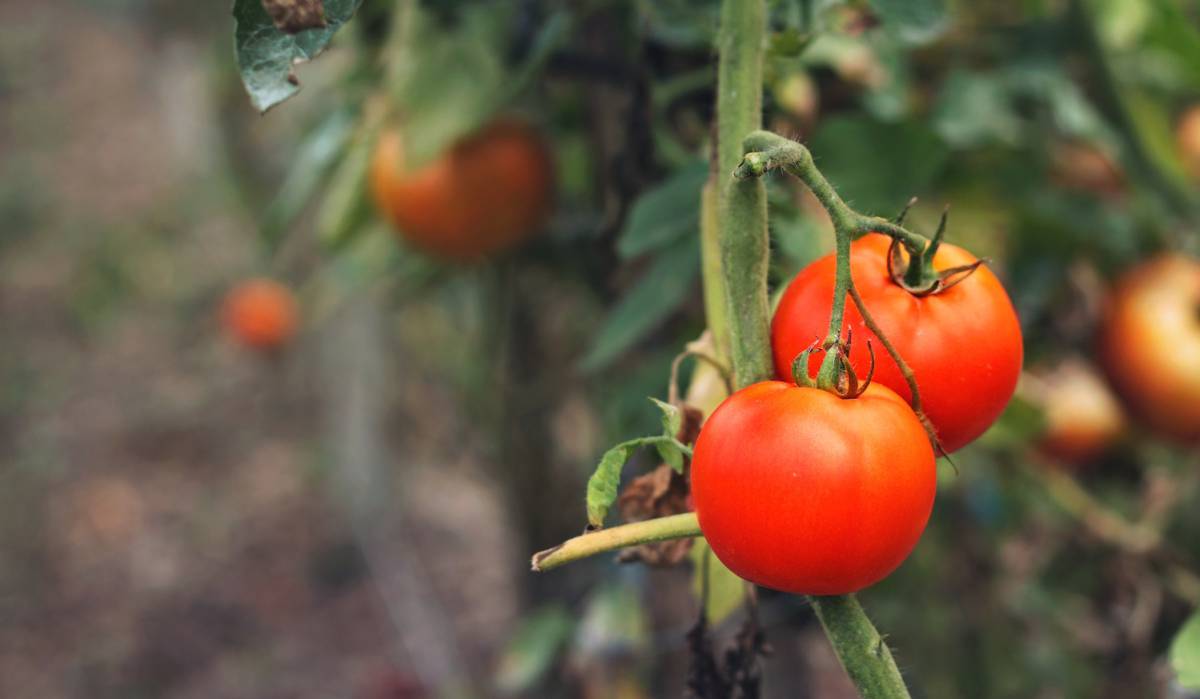 Deje de comprar comida ecológica si quiere salvar el planeta