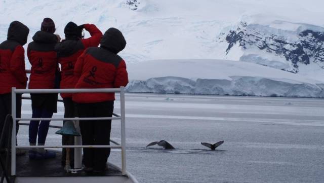 Un grupo de cient&iacute;ficas fotograf&iacute;a ballenas durante su expedici&oacute;n a la Ant&aacute;rtida.