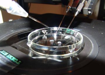 El Reino Unido autoriza fecundación de bebés de tres progenitores