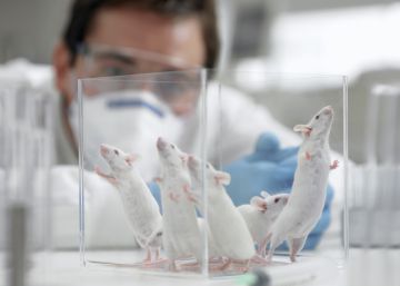 Un grupo de investigadores revierte el envejecimiento en ratones