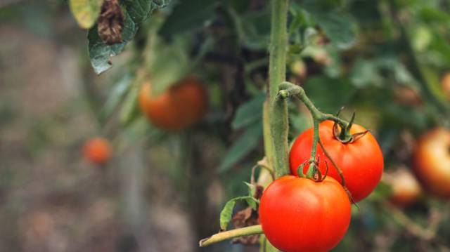 Deje de comprar comida ecológica si quiere salvar el planeta