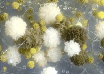 Esto es lo que ocurre en la naturaleza sin que nuestra vista lo capte