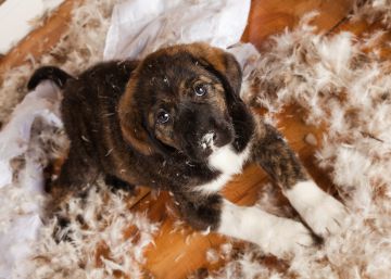 Trucos para que tu perro no te destroce la casa cuando se queda solo