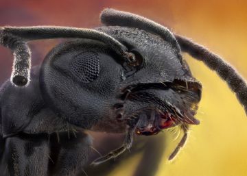 Los demonios del infierno verde II