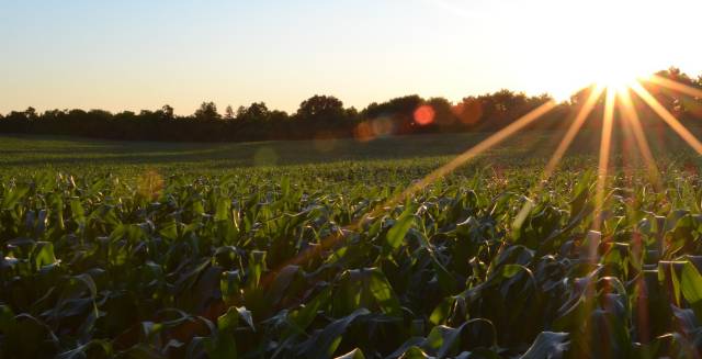 La RuBisCO sirve contra el cambio climático.