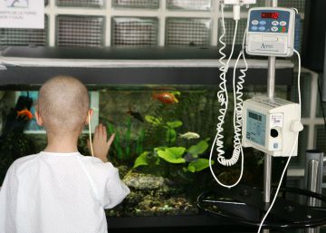 Cáncer infantil | “Cada recorte es una condena a muerte para nuestros hijos”