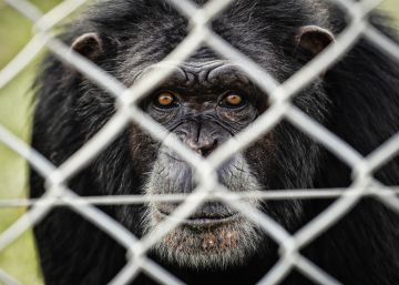 Uno de los habitantes del Centro de Rescate de Primates Rainfer.