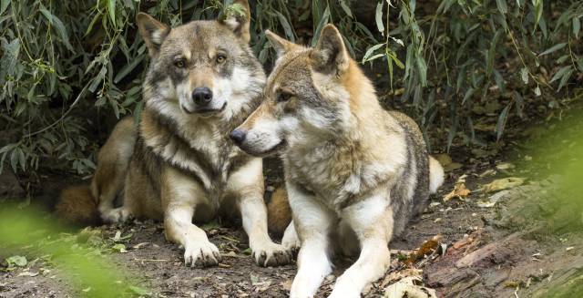 Una pareja de lobos.
