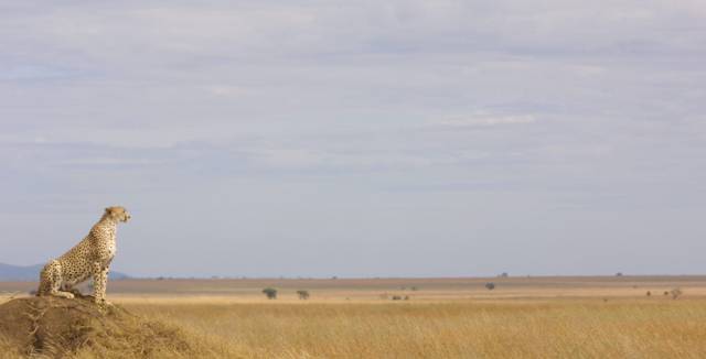 Los guepardos tienen territorios hasta 100 veces mayores que los leones.