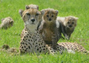Las áreas protegidas no protegen a los guepardos
