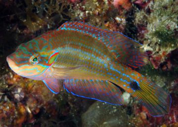Un ejemplar de pez tordo ocelado.