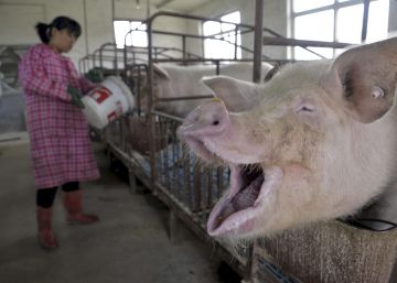 Una mujer da agua a unos cerdos en una granja de Liaocheng, en China.