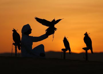 Una persona perteneciente a la tribu Qubaisi entrena halcones, en el desierto de Liwa (Emiratos &Aacute;rabes Unidos).