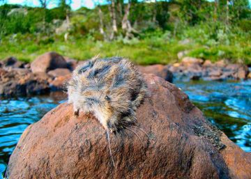 El mito de los lemmings suicidas