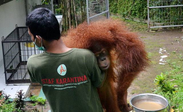 Los orangutanes de Borneo est&aacute;n amenazados por la producci&oacute;n de aceite de palma.