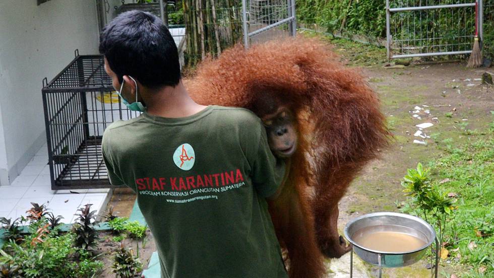 Así arrasa la sociedad de consumo con la biodiversidad del planeta