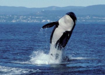 La orca Granny, en una imagen tomada en 1998.