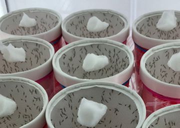 Mosquitos 'Anopheles' infectados con el par&aacute;sito de la malaria.