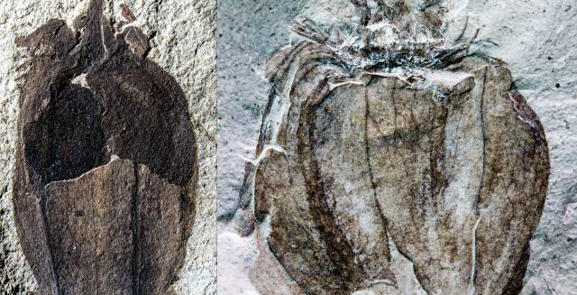 Los dos f&oacute;siles conservan la cobertura t&iacute;pica de los physalis.