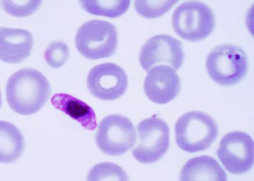 Manipulando genes contra la malaria