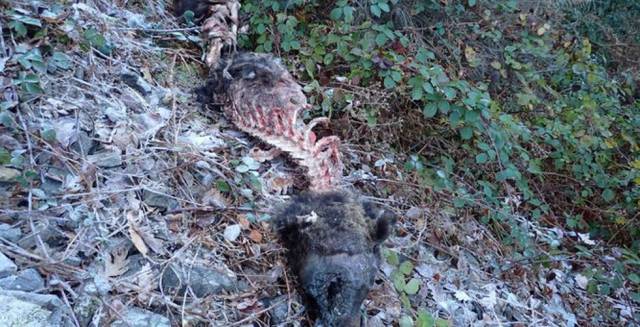 The remains of the animal found on Saturday.